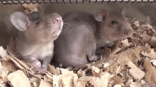 Illustration for article titled These Hero Rats Are Trained to Sniff Out Land Mines and Tuberculosis
